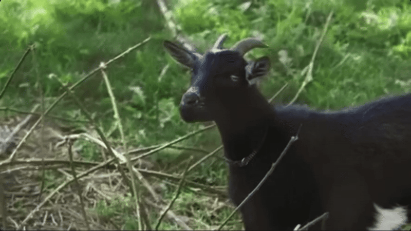 The Black Sheep of the Family is the Lifetime Goat
